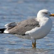 Lesser Black-backed Gull